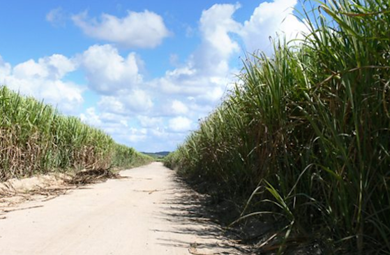 Sugar cane growing in Brazil