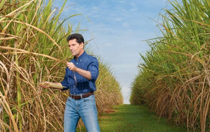 Leontino Balbo Junior in his sugar fields