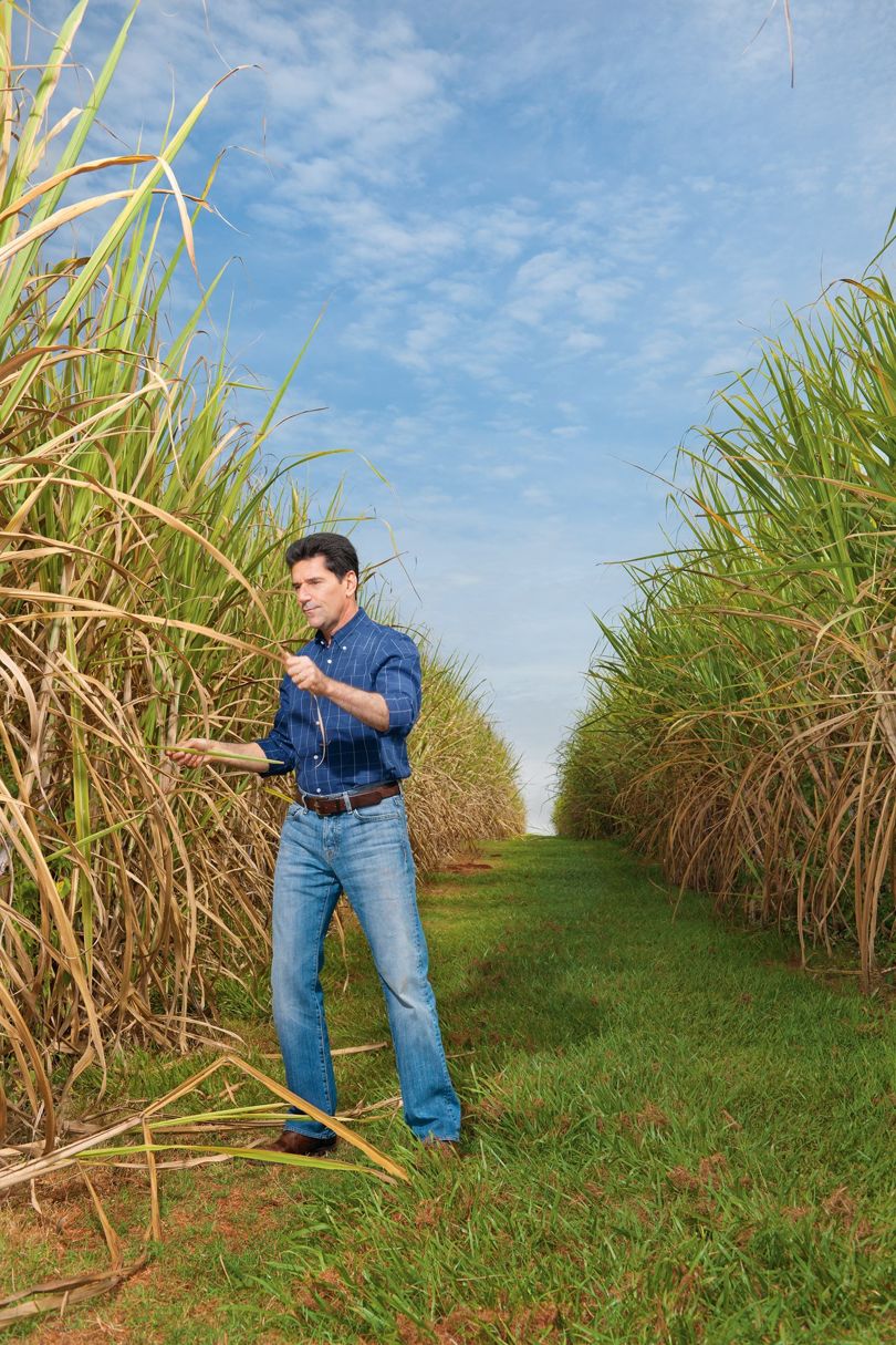 Leontino Balbo Junior in his sugar fields